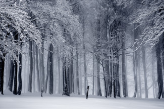 schnee baum bäume
